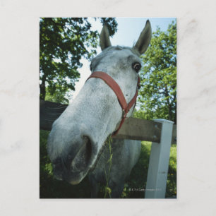 Cartão Postal Retrato de Cavalo