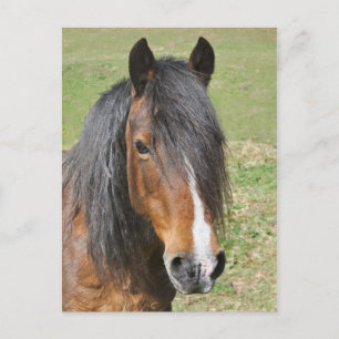 Cartão Postal Retrato de cavalo galês