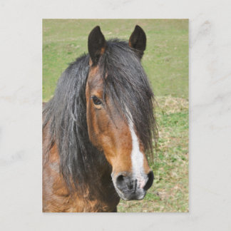 Cartão Postal Retrato de cavalo galês