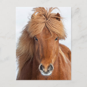 Cartão Postal Retrato de Cavalo Islandês Marrom