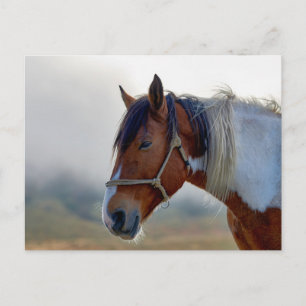 Cartão Postal Retrato de Cavalo Pinto Marrom e Branco