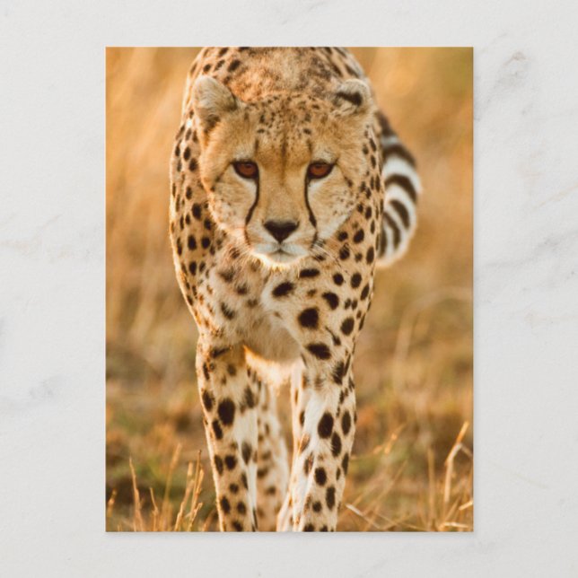 Cartão Postal Retrato de Chita (Acinonyx Jubatus), Maasai (Frente)