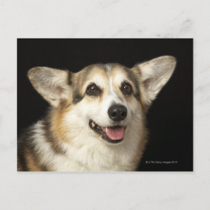 Cartão Postal Retrato de Corgi preto, castanho e branco