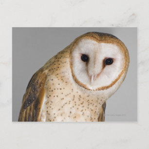 Cartão Postal Retrato de coruja-de-celeiro (Tyto alba).