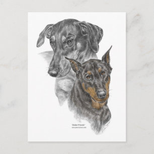 Cartão Postal Retrato de Dois Dobermans