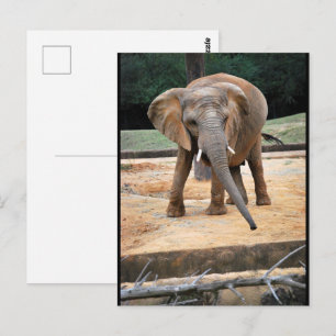 Cartão Postal Retrato de Elefante Africano