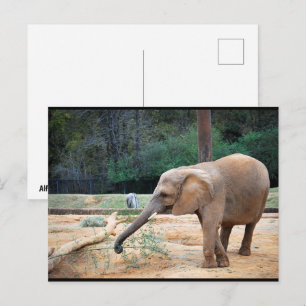Cartão Postal Retrato de Elefante Africano no Parque