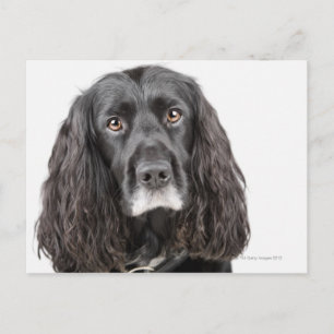 Cartão Postal Retrato de estúdio de cocker spaniel