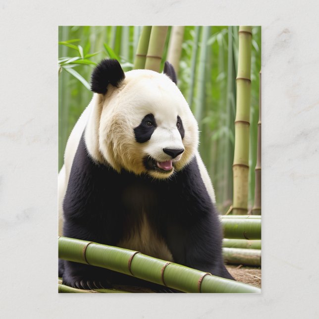 Cartão Postal Retrato de Fechamento de um Panda (Frente)