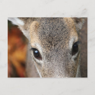 Cartão Postal Retrato de Fechamento Deer Fawn