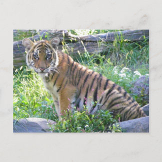Cartão Postal Retrato de Filhote de Tigre 2