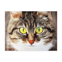 Retrato de gato bonitinho