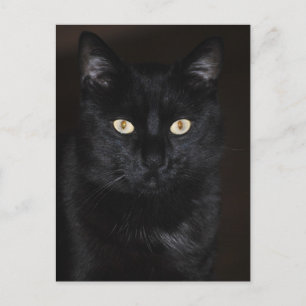 Cartão Postal Retrato de Gato Negro