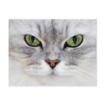 Retrato de gato persa - Cartão-postal