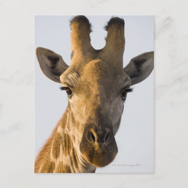 Cartão Postal Retrato de Girafa (Giraffa camelopardalis) (Frente)