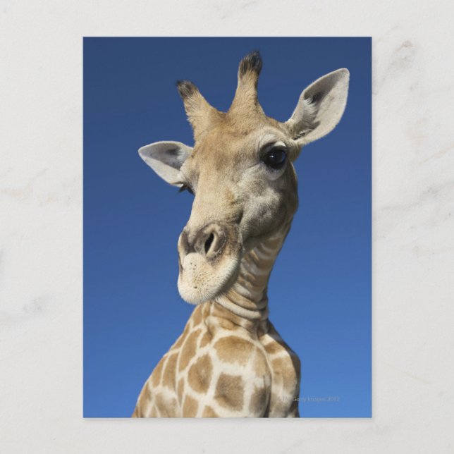 Cartão Postal Retrato de Girafa (Giraffa Camelopardalis) 2 (Frente)