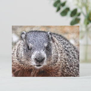 Cartão Postal Retrato de Groundhog Fechado