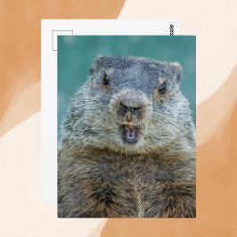 Cartão Postal Retrato de Groundhog Fechado