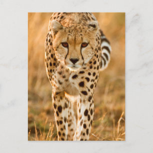Cartão Postal Retrato de Guepardo (Acinonyx Jubatus), Maasai