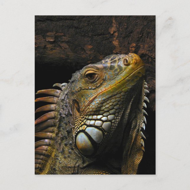 Cartão Postal Retrato de Iguana (Frente)