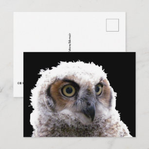 Cartão postal - Retrato de jovem coruja