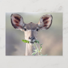 Cartão Postal Retrato de Kudu