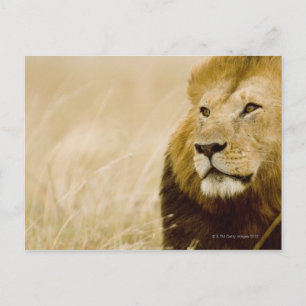 Cartão Postal Retrato de leão masculino (Panthera leo), Masai M