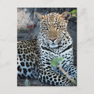 Cartão Postal retrato de leopardo sentado em close up