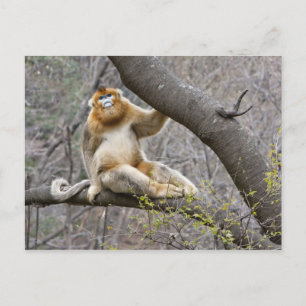 Cartão Postal Retrato de macaco-dourado macho na árvore