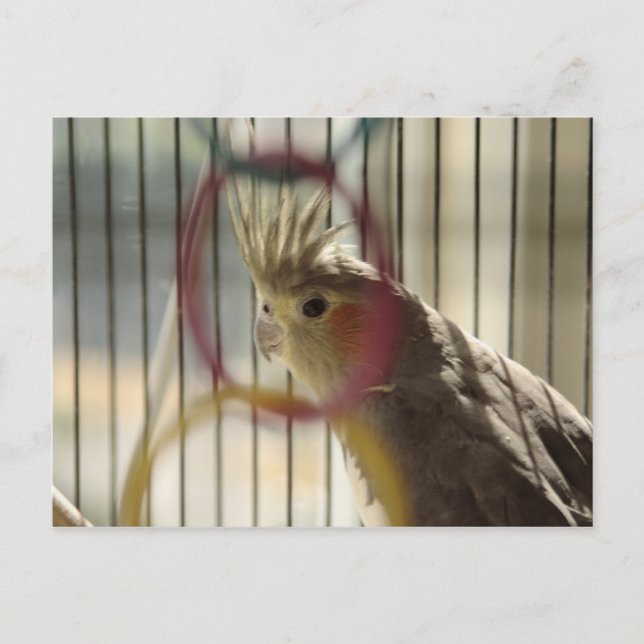 Cartão Postal Retrato de Molly através do Anel (Frente)