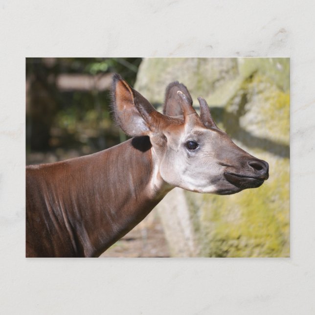 Cartão Postal Retrato de okapi (Frente)