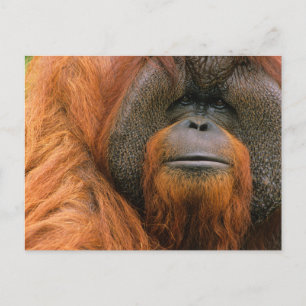 Cartão Postal Retrato de Orang-utango Macho, Geórgia, EUA