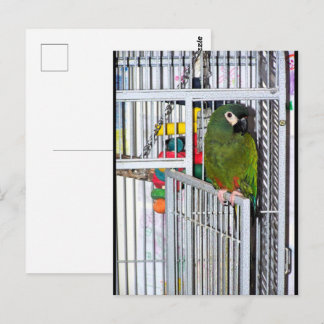 Cartão Postal Retrato de Papagaio Verde