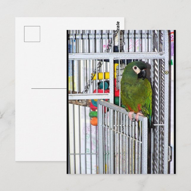 Cartão Postal Retrato de Papagaio Verde (Frente/Verso)