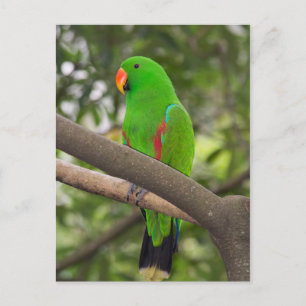 Cartão Postal Retrato de Papagaio Verde