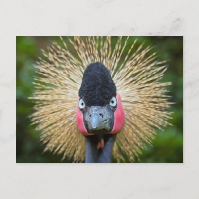 Cartão Postal Retrato de pássaro (Frente)