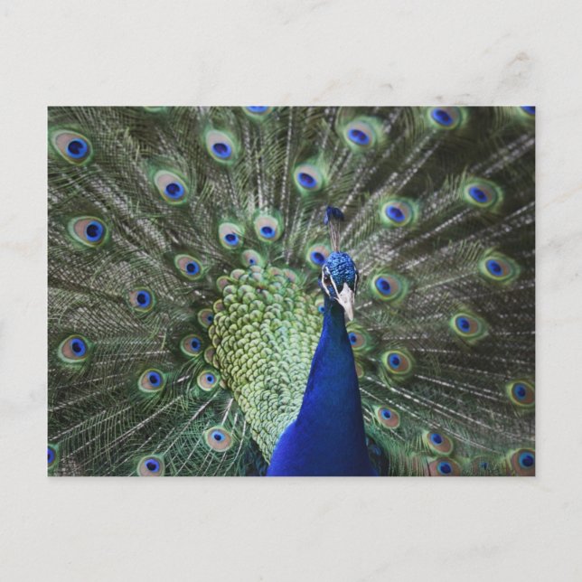 Cartão Postal Retrato De Pavão Com Penas (Frente)
