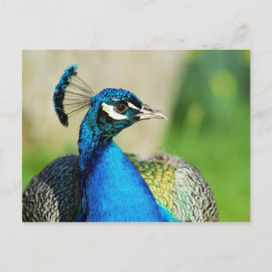 Cartão Postal Retrato de Peafowl Indiano