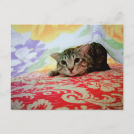 Cartão Postal Retrato De Pet Cat Reproduzido Na Cama