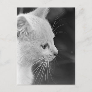 Cartão Postal Retrato de Petra