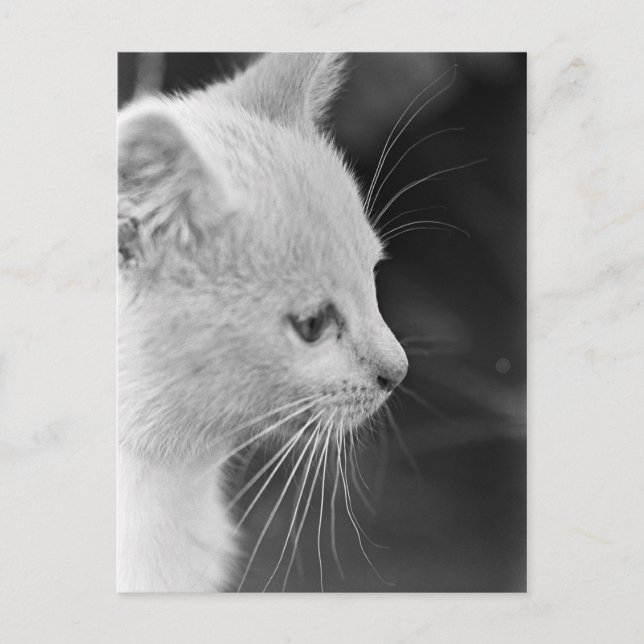 Cartão Postal Retrato de Petra (Frente)