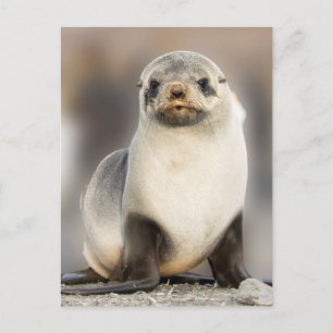 Cartão Postal Retrato de Selo Pup na Praia