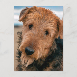 Cartão Postal Retrato de um Airedale Terrier
