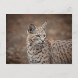 Cartão Postal Retrato de um Bobcat