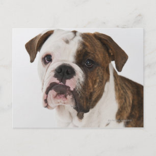 Cartão Postal Retrato de um bonitinho cachorrinho