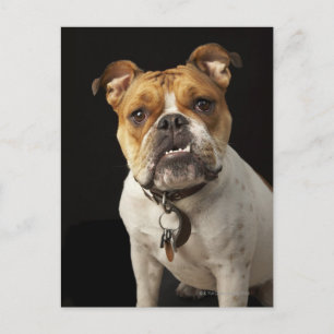 Cartão Postal Retrato de um buldogue bronzeado e branco com cole