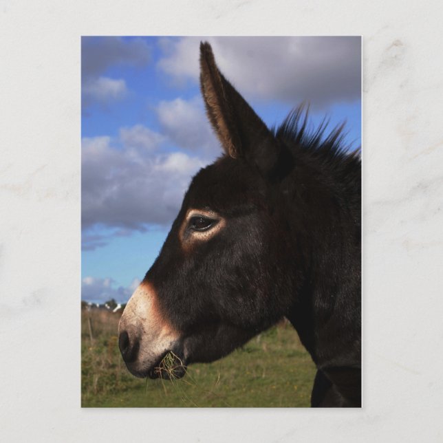 Cartão Postal Retrato de um burro (Frente)