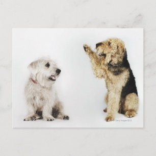 Cartão Postal Retrato de um cão acenando a outro cão