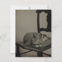 Retrato de um Cartão-postal de Fotografia do Cat V