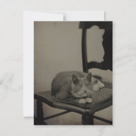 Cartão Postal Retrato de um Cartão-postal de Fotografia do Cat V